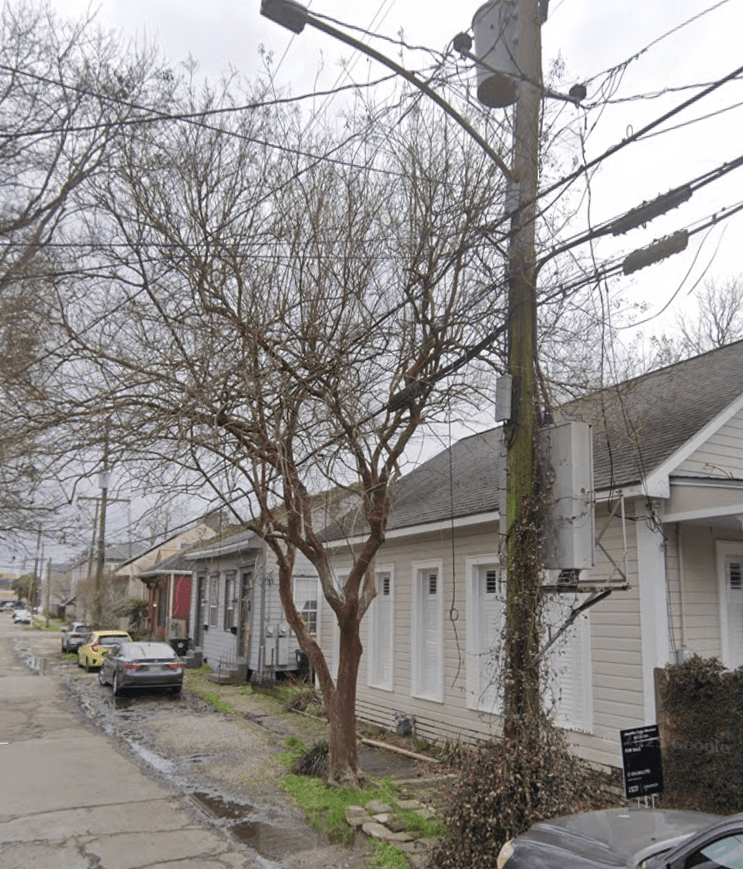 A large crepe myrtle in front of a New Orleans house near power lines.